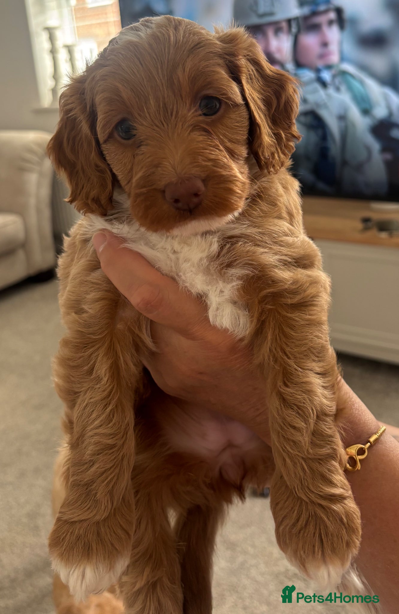 Cockapoo dogs for sale: Toy cockapoos  - Advert 5