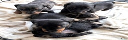 Miniature Dachshund dogs for sale: Sausage Puppies! - Advert 4