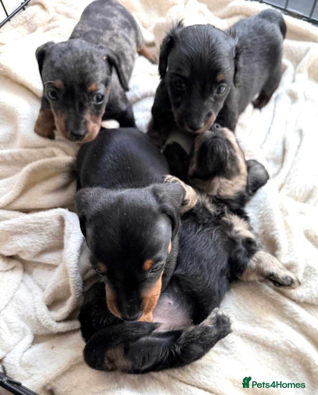 Miniature Dachshund dogs for sale: Sausage Puppies! - Advert 4
