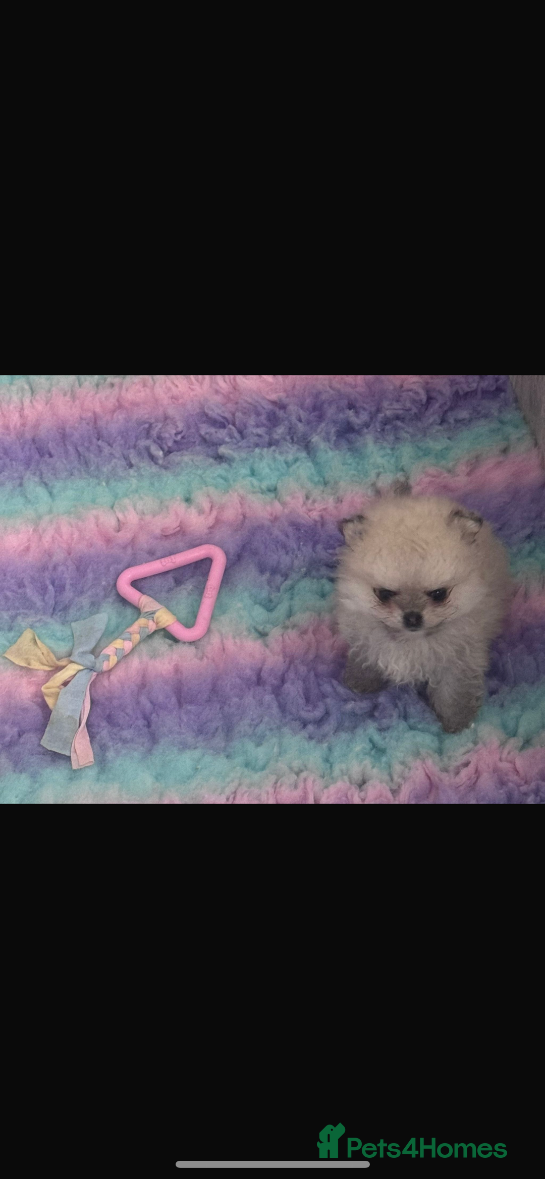Pomeranian dogs for sale: Kc micro teddy bear pom  - Image 2