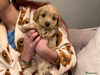 Maltipoo dogs Beautiful Quality Maltipoo Boy available - Advert 1