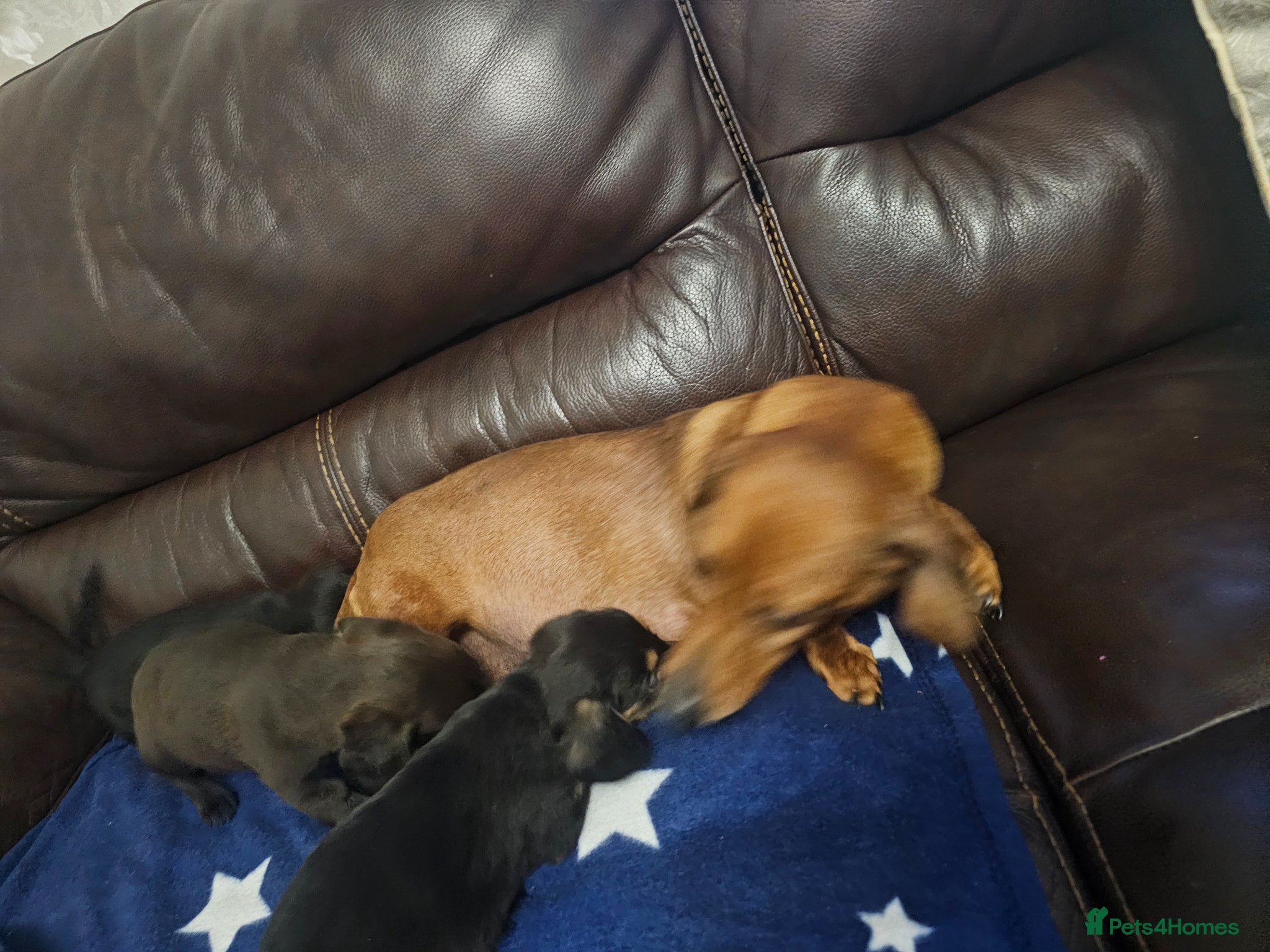 Doxiepoo dogs Doxiepoo puppies - Advert 2