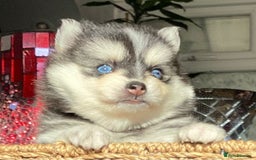 Pomsky dogs for sale: Very Tiny F4 Pomskys  - Image 33