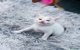 British Shorthair cats for sale:  8-Week-Old Kittens Ready for Loving Homes 🐾 - Image 5