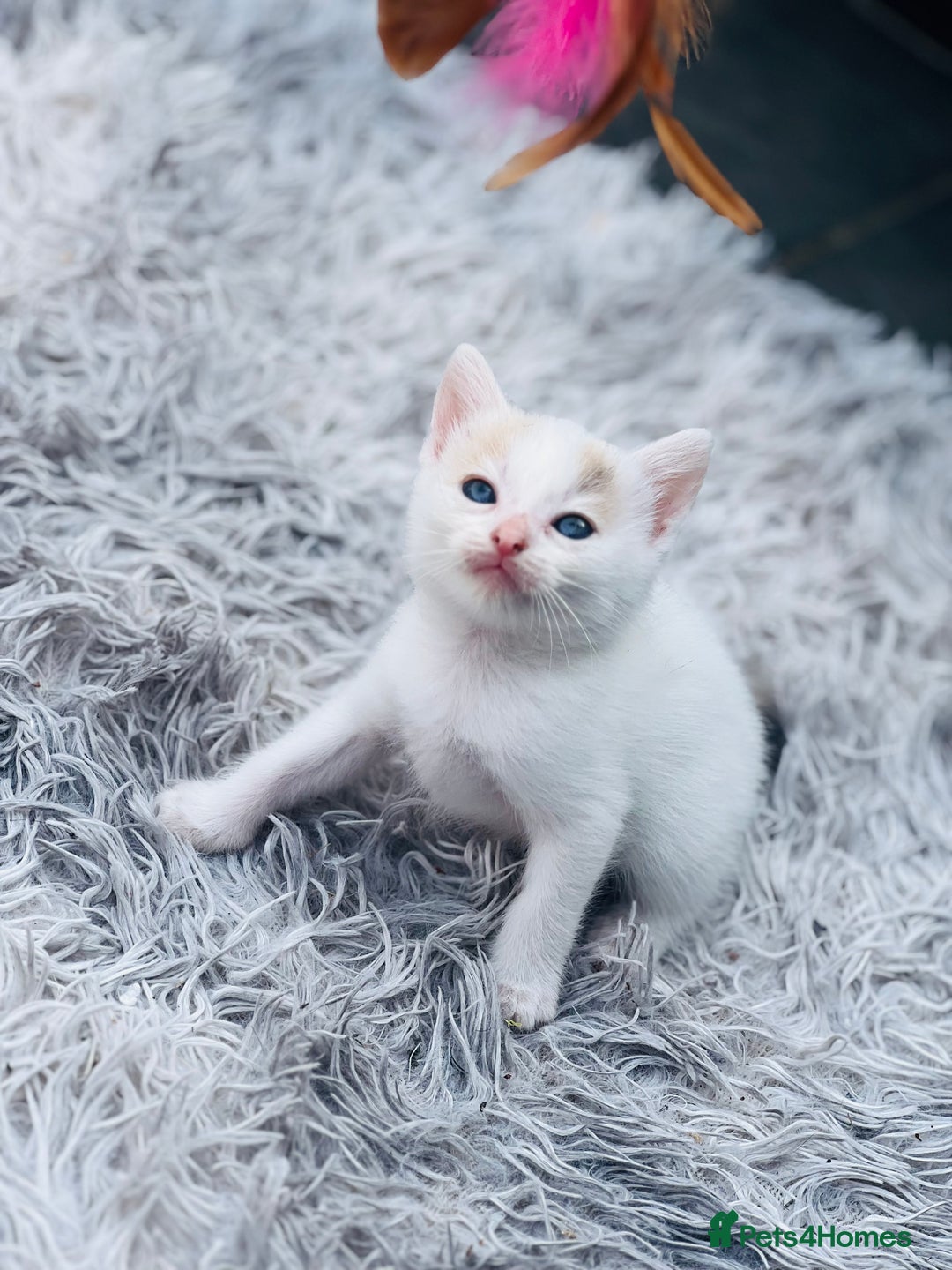 British Shorthair cats for sale:  8-Week-Old Kittens Ready for Loving Homes 🐾 - Image 5