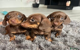 Dachshund dogs for sale: Miniature dachshund  - Image 10