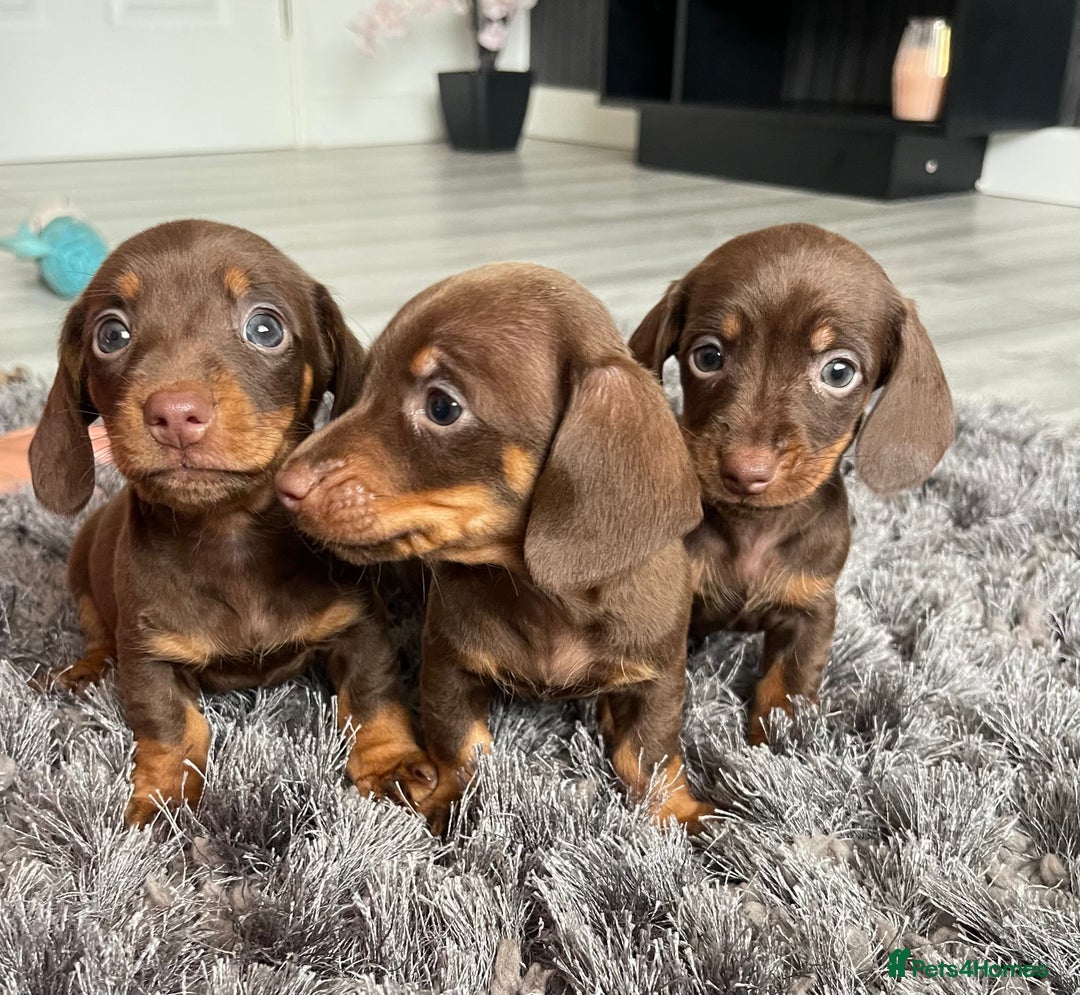 Dachshund dogs for sale: Miniature dachshund  - Image 10