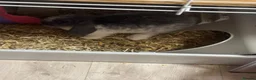 Mixed Breed rabbits for sale: Dwarf lop eared bunnies x3 in Basildon - Advert 4