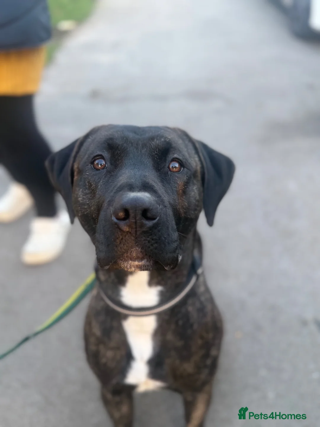 Mixed Breed dogs for sale: america akita cross cane corso puppy’s  - Advert 2