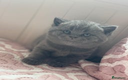 British Shorthair cats for sale: British shorthair blue kittens - pedigree GCCF - Image 9