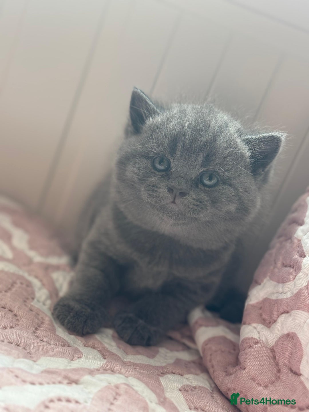 British Shorthair cats for sale: British shorthair blue kittens - pedigree GCCF - Image 9
