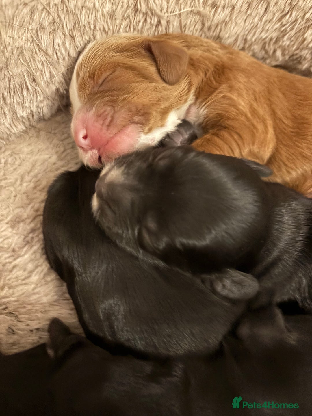 Cockapoo dogs for sale: F1 cockapoo  - Advert 2