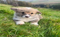 Welsh Corgi Pembroke dogs for sale: Beautiful Registered Pembroke Corgis - Image 12