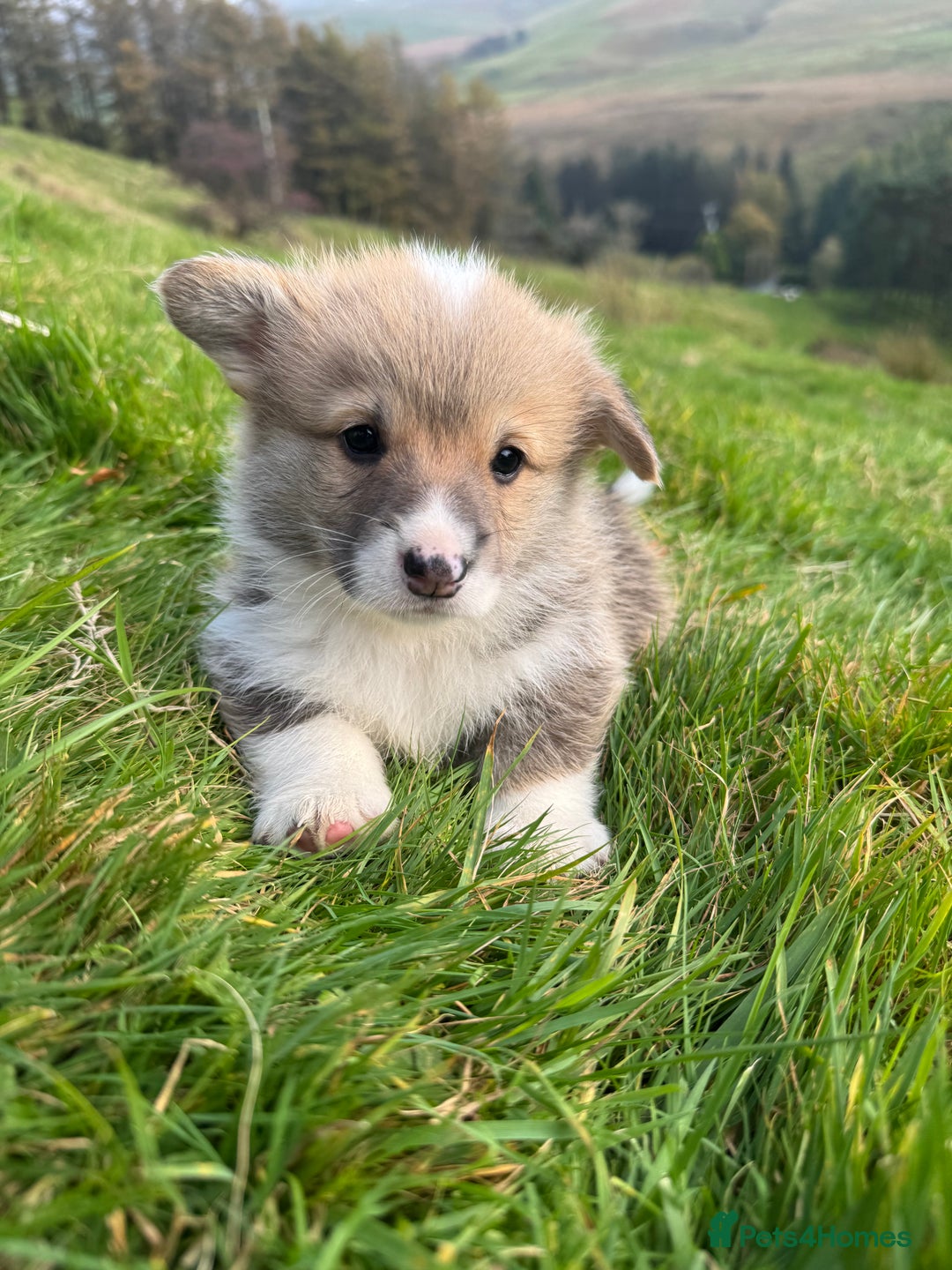 Welsh Corgi Pembroke dogs for sale: Beautiful Registered Pembroke Corgis - Image 12