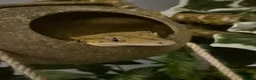 Gecko reptiles for sale: Male crested gecko with full bio set up  - Advert 3