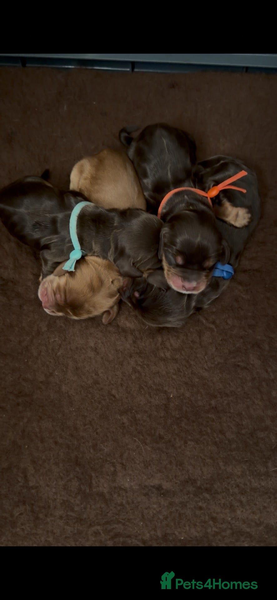 Cocker Spaniel dogs for sale: Kc Show cockers spaniel  - Advert 1