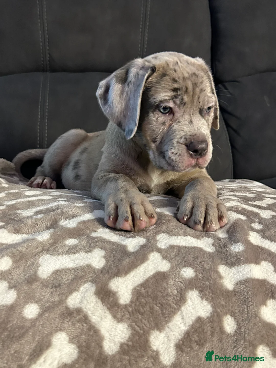Cane Corso dogs for sale: Cane corso champion bloodline pups  - Advert 14