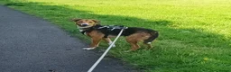 Mixed Breed dogs for sale: Collie x collie/hound - Advert 1