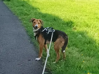 Mixed Breed dogs Collie x collie/hound - Advert 6