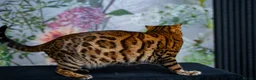 Bengal cats for sale: Stunning Bengal - Sophie. Forever family only. - Advert 5