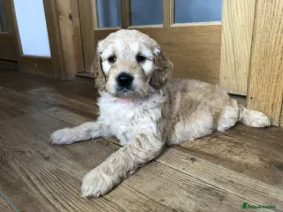 Goldendoodle dogs F1 Miniature Goldendoodle 100% DNA Health Tested - Advert 4