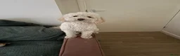 Miniature Poodle dogs for sale: 1 1/2 year old Boy Mini Poodle in Edgware - Advert 5
