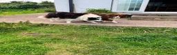 Border Collie dogs for sale: Outstanding border collie puppies  - Advert 9