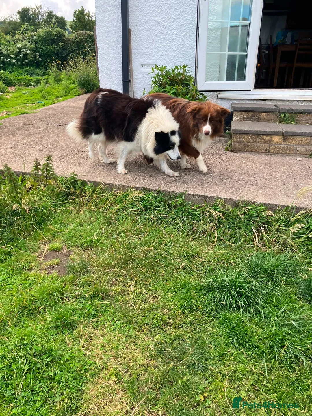 Border Collie dogs for sale: Outstanding border collie puppies  - Advert 9