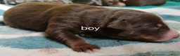 Border Collie dogs for sale: Border collie pups - Advert 4