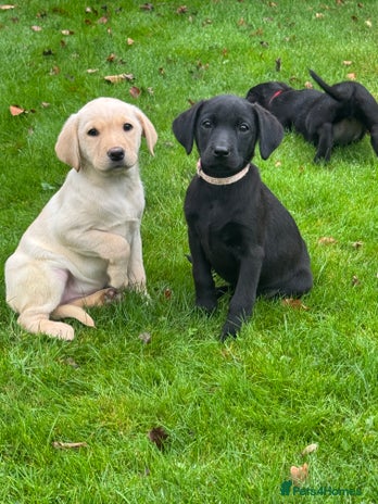 Labrador Retriever dogs - Advert 14