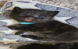 Mixed Breed cats for sale: One male and female tabby kittens  - Image 9