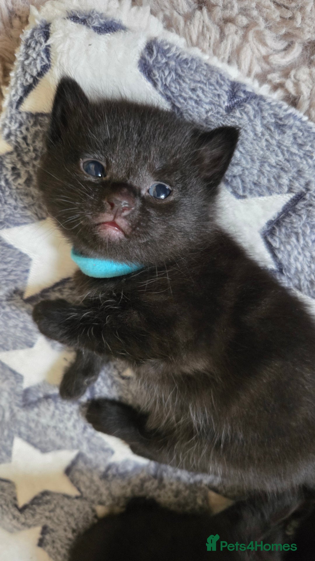 Mixed Breed cats for sale: One male and female tabby kittens  - Image 9