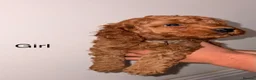 Cockapoo dogs for sale: Cockapoo puppies  in Ashford - Advert 6