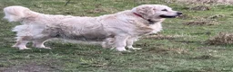 Golden Retriever dogs for sale: 5 year old kc reg fully health tested female  - Advert 6