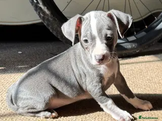 Mixed Breed dogs ❌French bulldog cross cocker spaniels ❌ - Advert 1