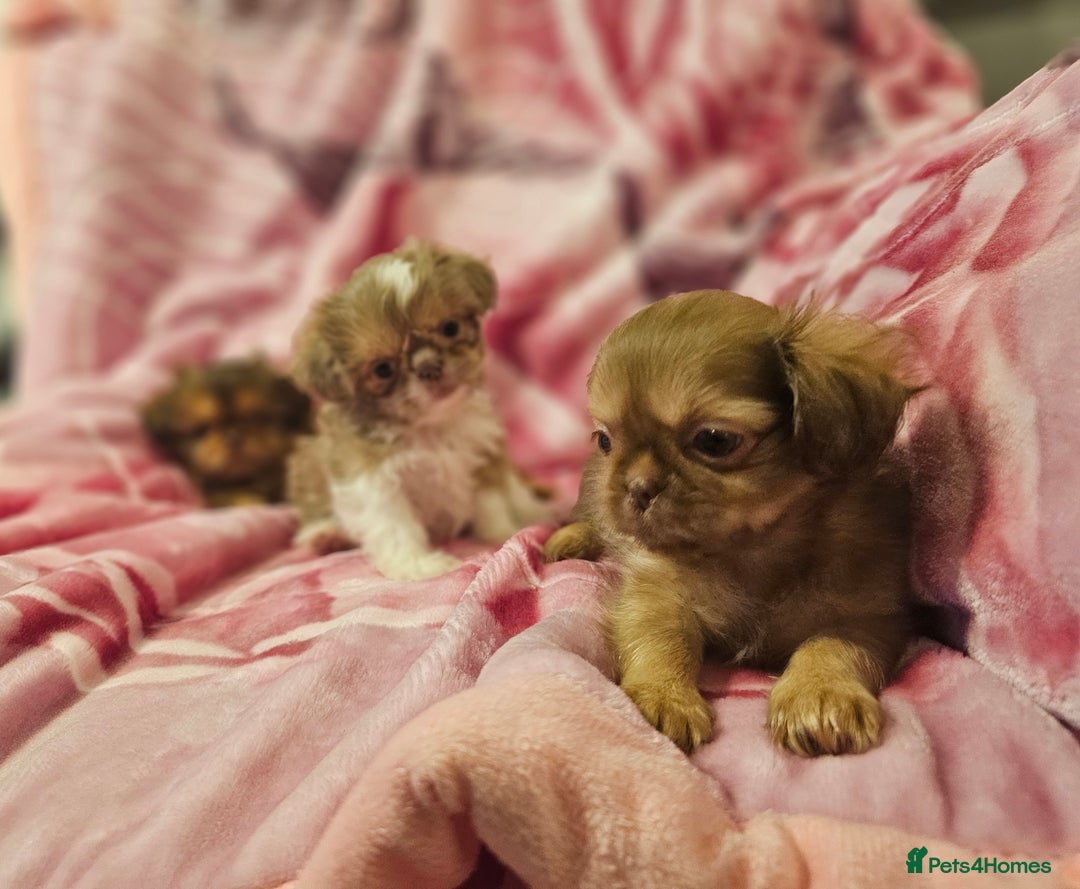 Shih Tzu dogs for sale: Beautiful shih tzu puppies  - Advert 18