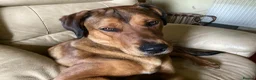 Mixed Breed dogs for adoption: ❤️FREYA – 11-month Red Fox Lab x Rottweiler girl  - Advert 2