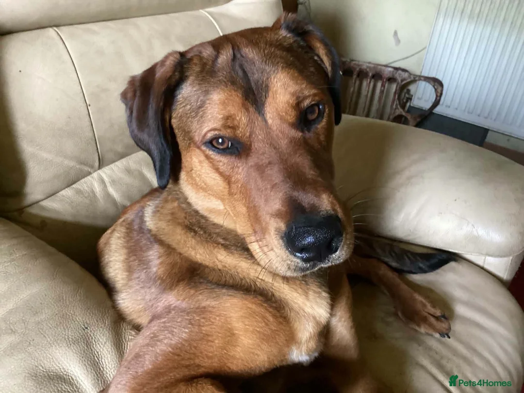 Mixed Breed dogs for adoption: ❤️FREYA – 11-month Red Fox Lab x Rottweiler girl  - Advert 2