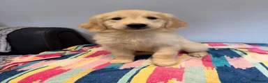 Golden Retriever 4