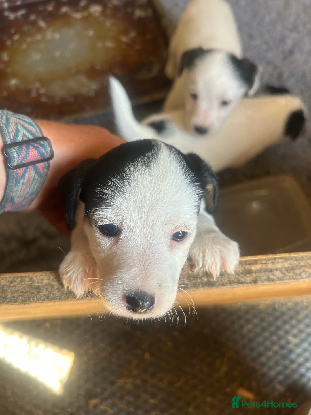Mixed Breed dogs for sale: Gorgeous ParsonsXJack Russel puppies  - Image 4