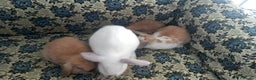 Mini Lop rabbits for sale: 4 Beautiful Mini Baby Lops  - Advert 9