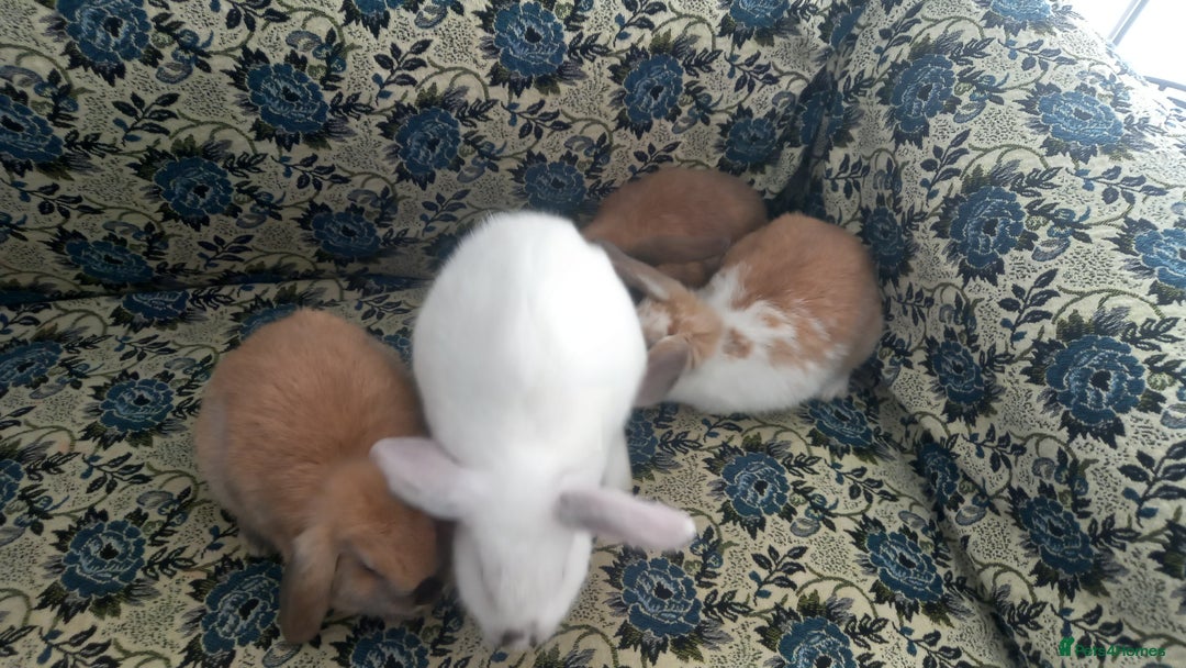 Mini Lop rabbits for sale: 4 Beautiful Mini Baby Lops  - Advert 9