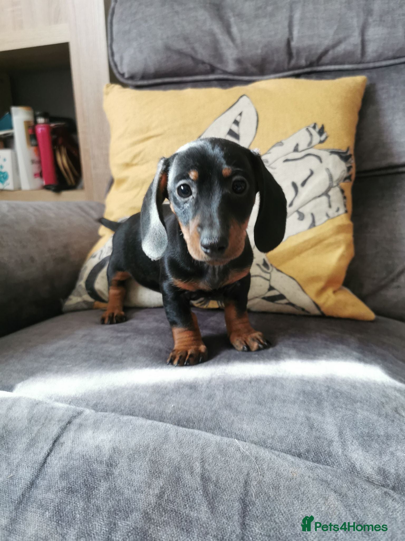 Dachshund dogs  Unusual Playful miniature Dachshound pups  - Advert 1