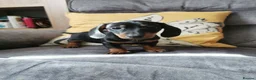 Dachshund dogs for sale: Beautiful Unusual Playful Dachshound pups  - Advert 3