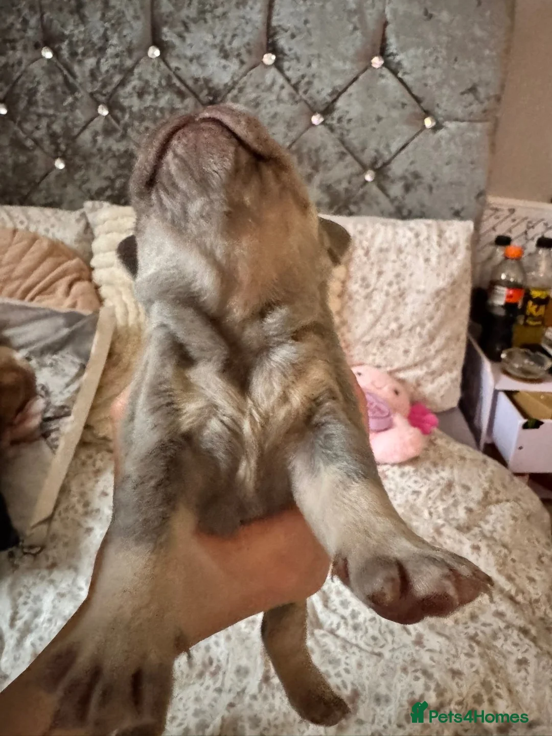 French Bulldog dogs for sale: KC Registered french bulldogs  - Advert 21