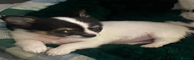 Chihuahua 3