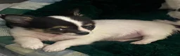 Chihuahua dogs for sale: Tiny chihuahua puppies  - Advert 2