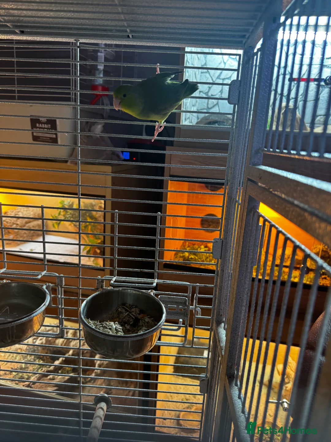 Parakeets birds for sale: Mango parolet  in Beaminster - Advert 1