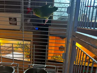 Parakeets birds Mango parolet - Advert 16