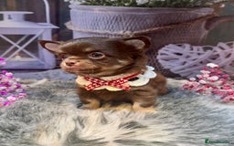 Chihuahua dogs for sale: 🤎💛Exquisite KC LC Chihuahuas🤎💛  - Image 8